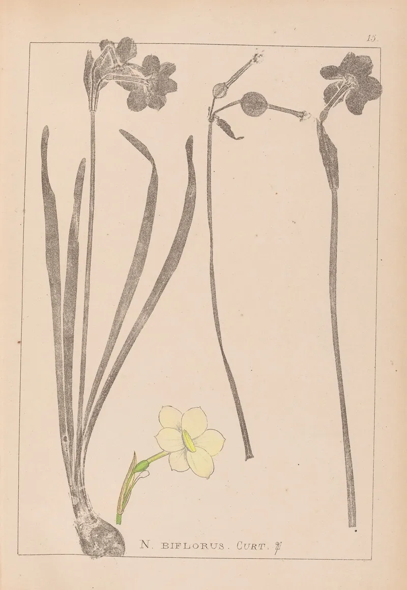 Herbier De La Flore Francaise Pl 0966 Wall Art by Louis Antoine Cusin - High-Resolution Digital Print