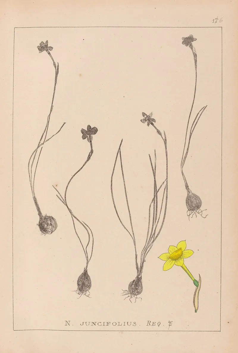 Herbier De La Flore Francaise Pl 0967 Wall Art by Louis Antoine Cusin - High-Resolution Digital Print