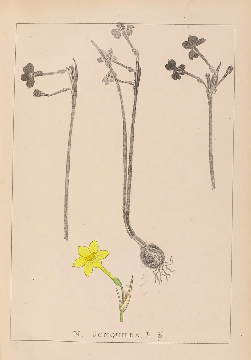 Herbier De La Flore Francaise Pl 0968 Wall Art by Louis Antoine Cusin - High-Resolution Digital Print