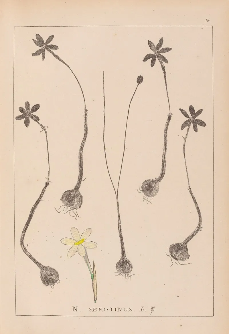 Herbier De La Flore Francaise Pl 0969 Wall Art by Louis Antoine Cusin - High-Resolution Digital Print