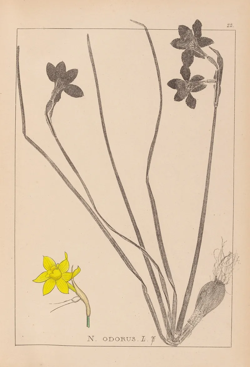 Herbier De La Flore Francaise Pl 0970 Wall Art by Louis Antoine Cusin - High-Resolution Digital Print