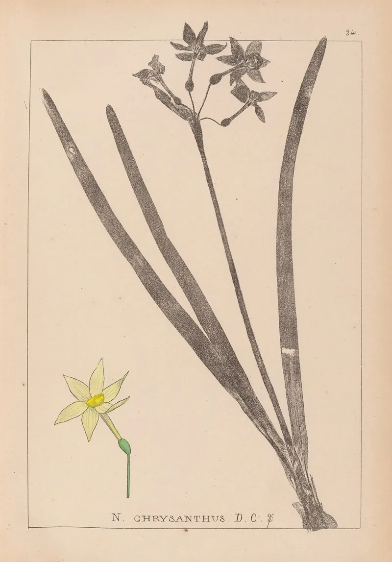 Herbier De La Flore Francaise Pl 0971 Wall Art by Louis Antoine Cusin - High-Resolution Digital Print