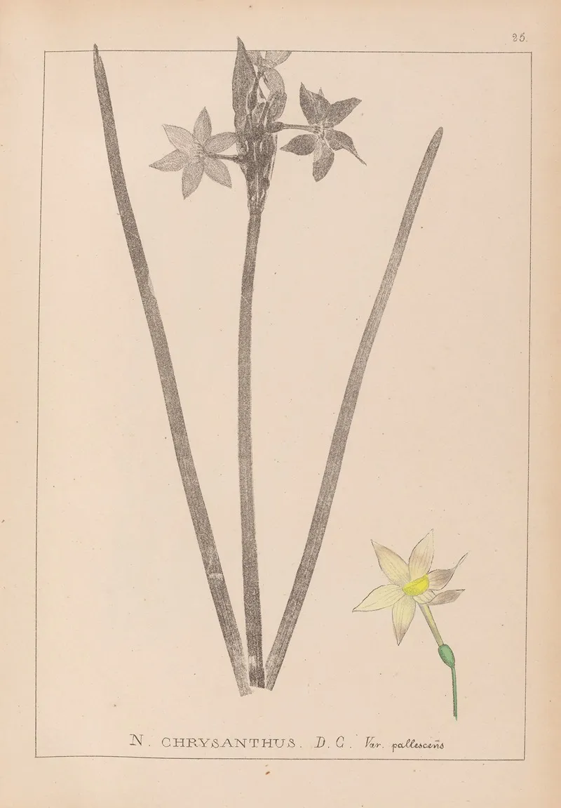 Herbier De La Flore Francaise Pl 0972 Wall Art by Louis Antoine Cusin - High-Resolution Digital Print