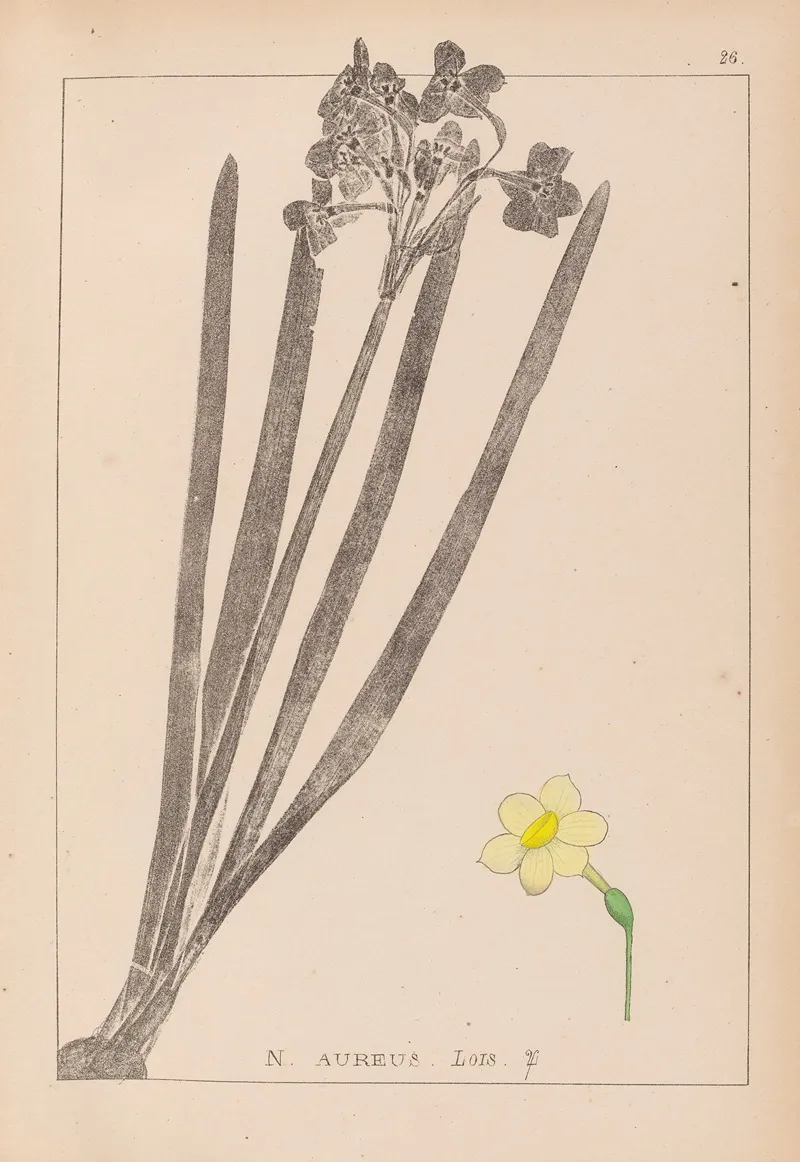 Herbier De La Flore Francaise Pl 0973 Wall Art by Louis Antoine Cusin - High-Resolution Digital Print