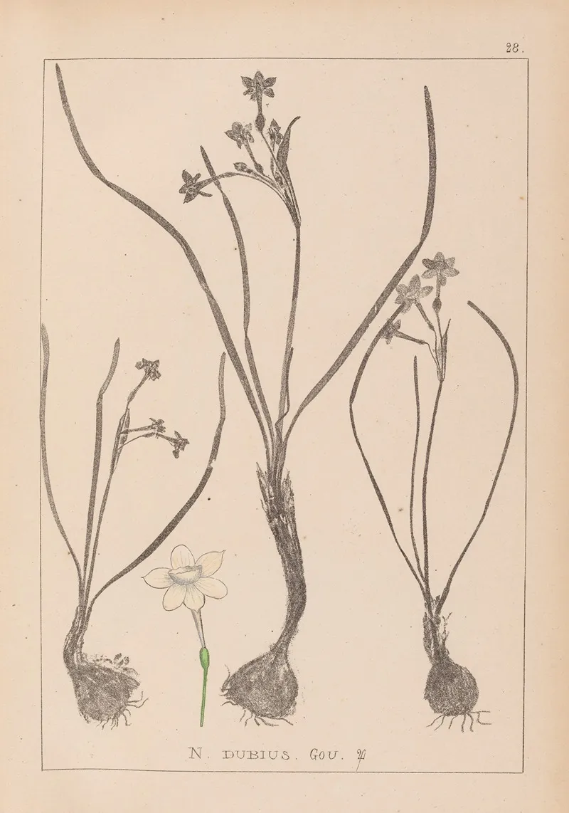 Herbier De La Flore Francaise Pl 0974 Wall Art by Louis Antoine Cusin - High-Resolution Digital Print