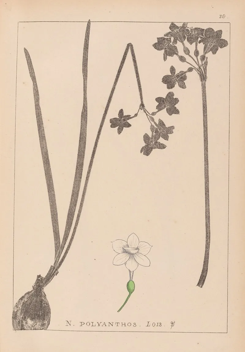 Herbier De La Flore Francaise Pl 0975 Wall Art by Louis Antoine Cusin - High-Resolution Digital Print