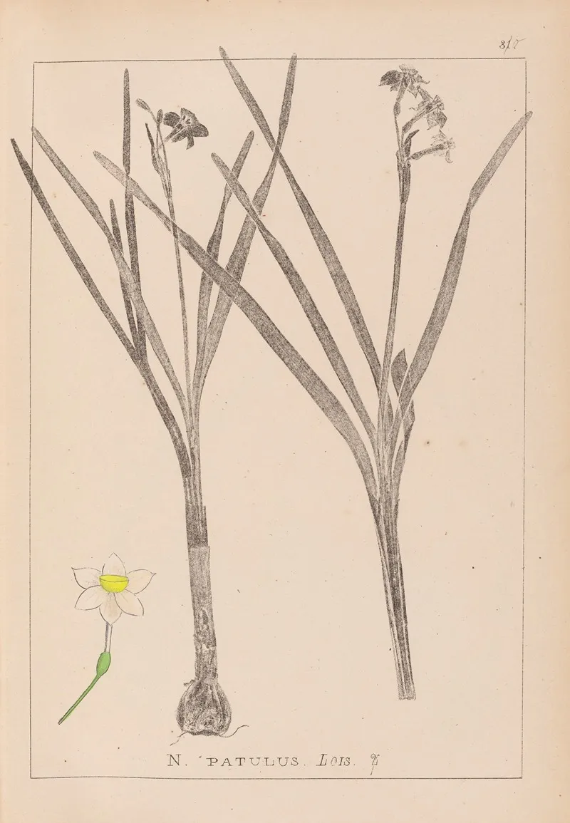Herbier De La Flore Francaise Pl 0976 Wall Art by Louis Antoine Cusin - High-Resolution Digital Print