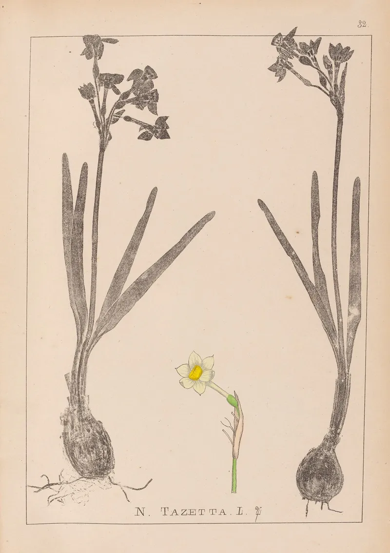 Herbier De La Flore Francaise Pl 0977 Wall Art by Louis Antoine Cusin - High-Resolution Digital Print