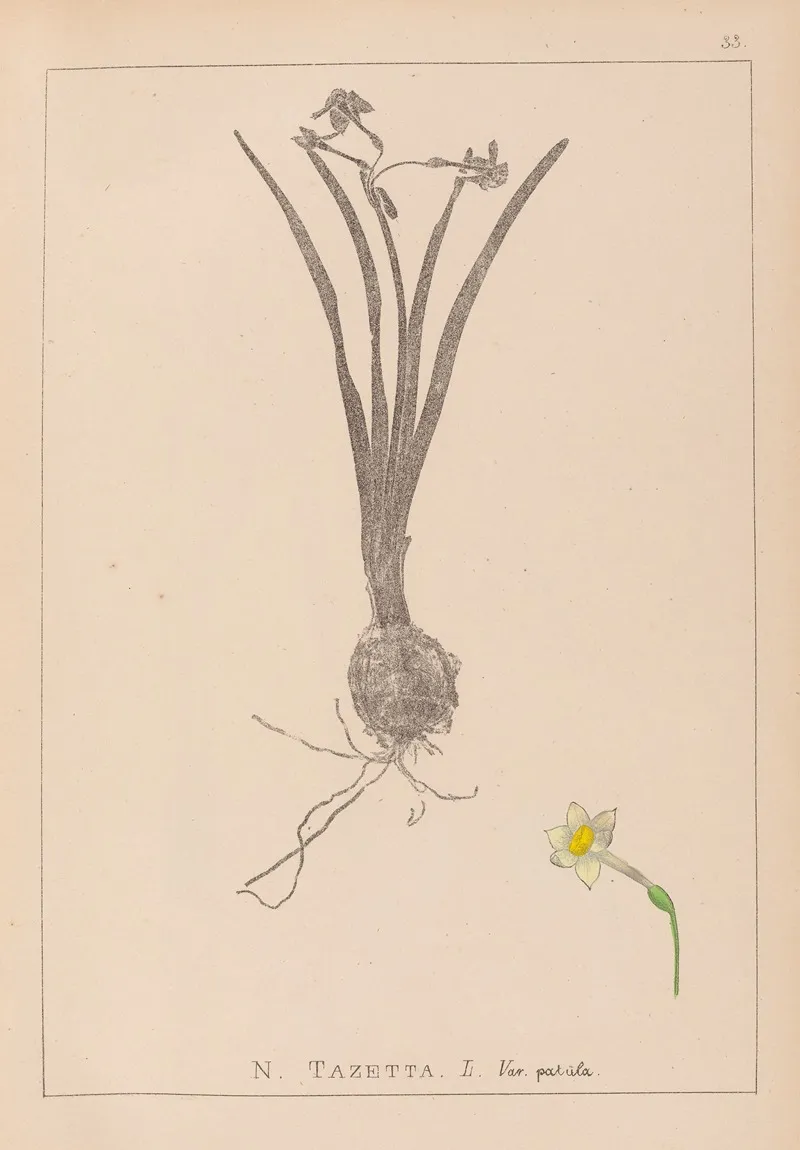 Herbier De La Flore Francaise Pl 0978 Wall Art by Louis Antoine Cusin - High-Resolution Digital Print