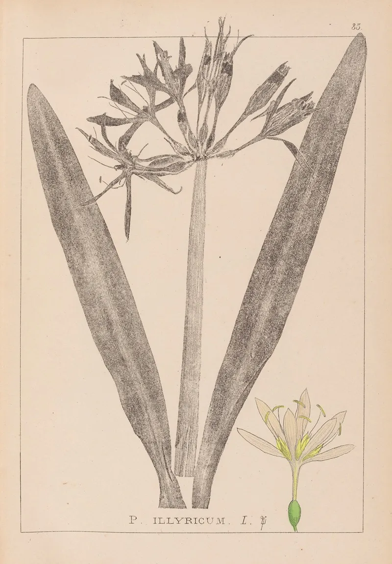 Herbier De La Flore Francaise Pl 0980 Wall Art by Louis Antoine Cusin - High-Resolution Digital Print