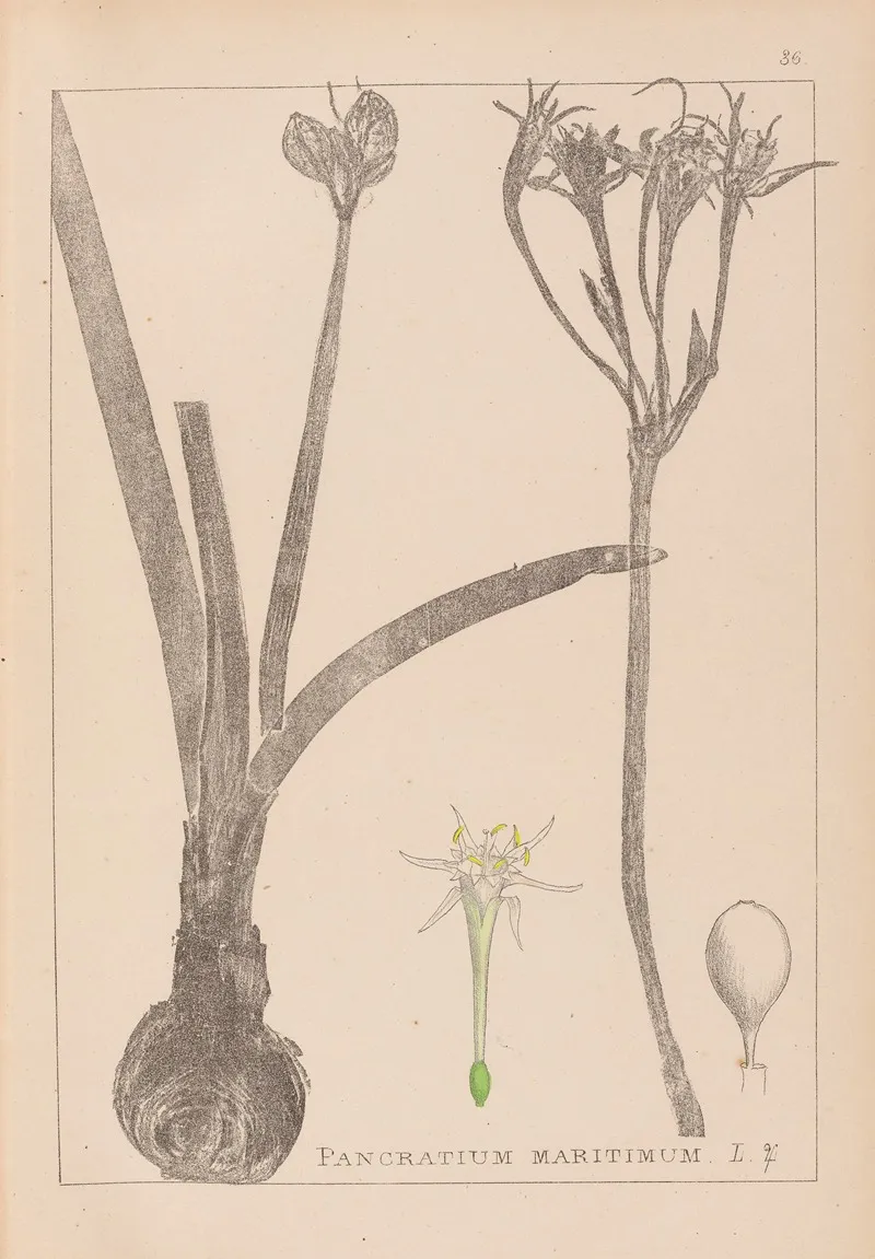 Herbier De La Flore Francaise Pl 0981 Wall Art by Louis Antoine Cusin - High-Resolution Digital Print