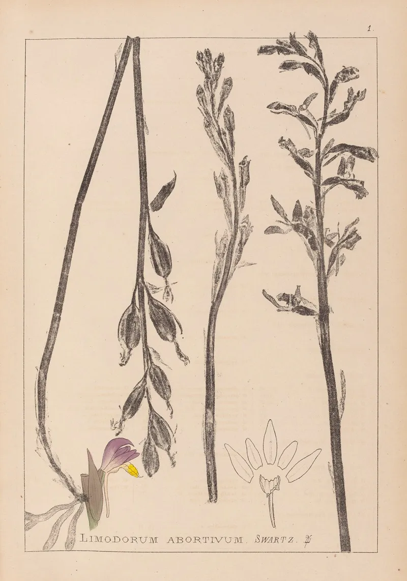 Herbier De La Flore Francaise Pl 0982 Wall Art by Louis Antoine Cusin - High-Resolution Digital Print