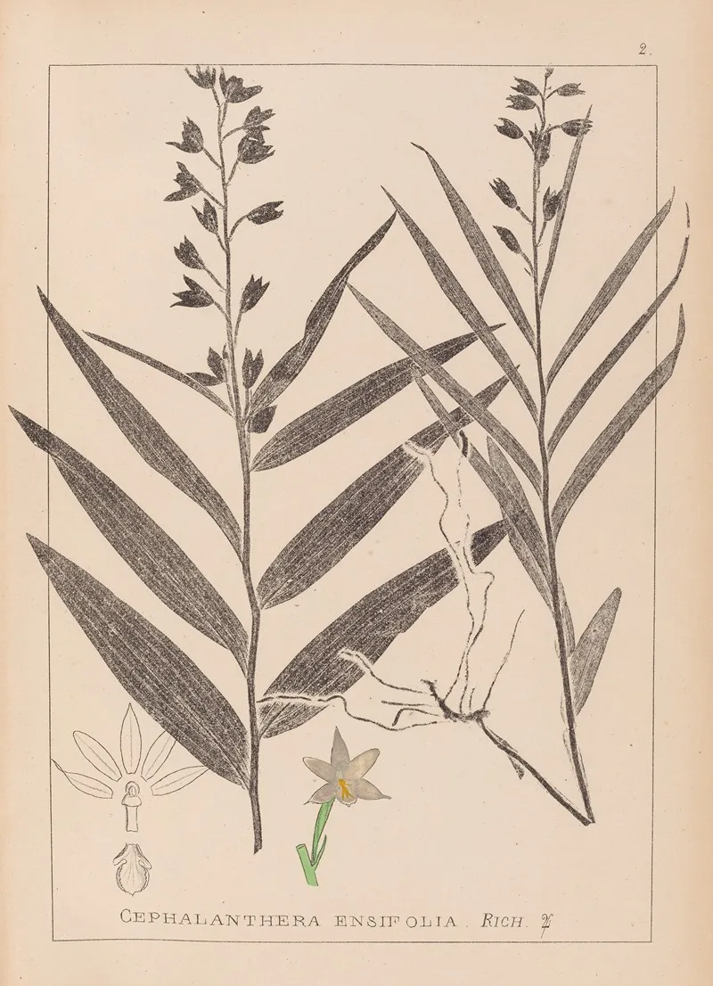 Herbier De La Flore Francaise Pl 0983 Wall Art by Louis Antoine Cusin - High-Resolution Digital Print