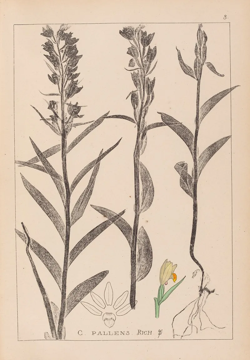 Herbier De La Flore Francaise Pl 0984 Wall Art by Louis Antoine Cusin - High-Resolution Digital Print