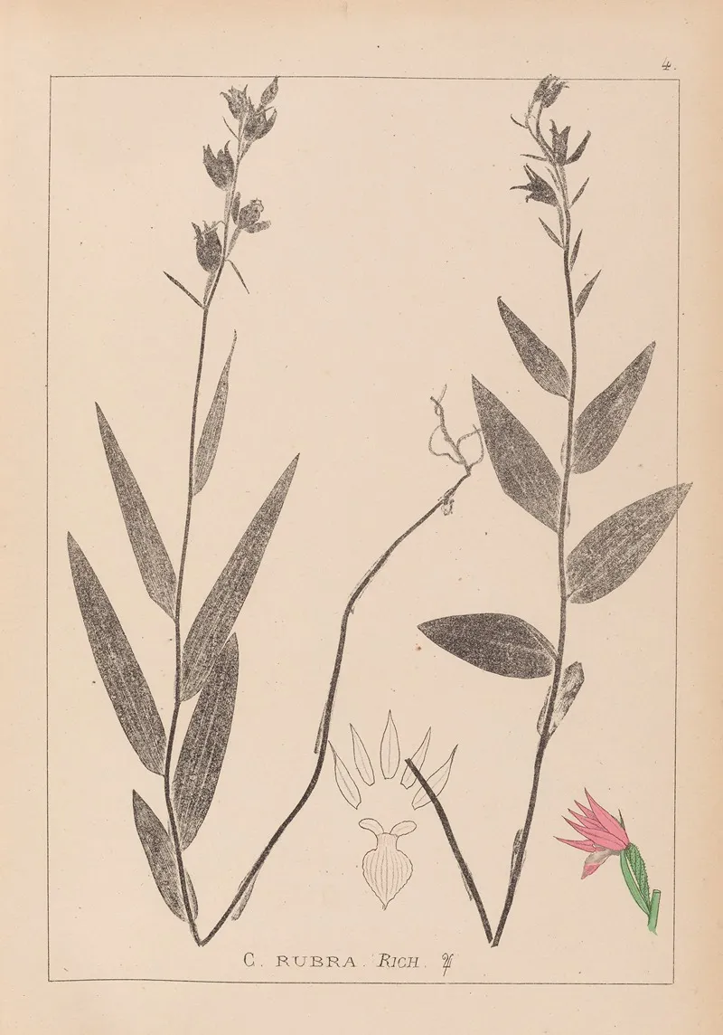 Herbier De La Flore Francaise Pl 0985 Wall Art by Louis Antoine Cusin - High-Resolution Digital Print