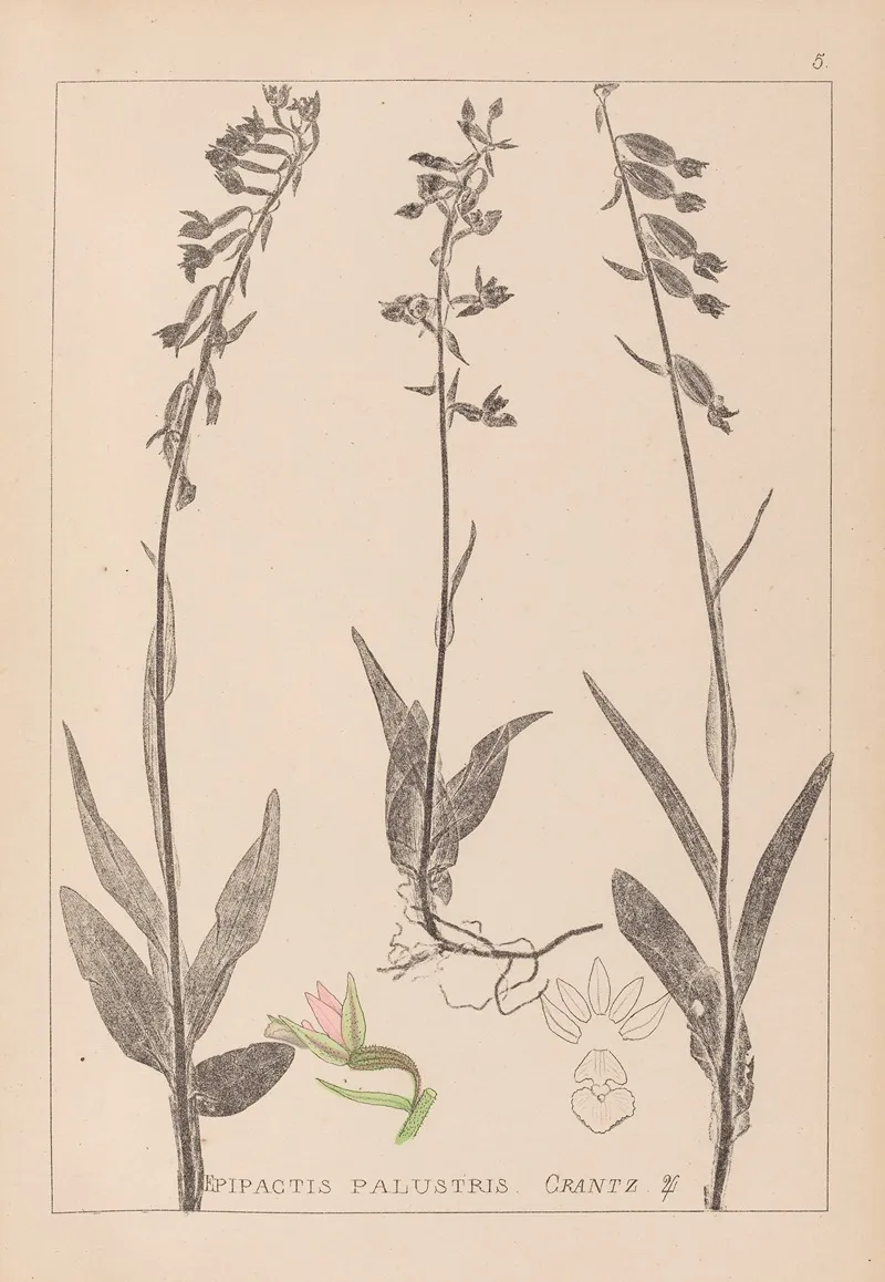 Herbier De La Flore Francaise Pl 0986 Wall Art by Louis Antoine Cusin - High-Resolution Digital Print