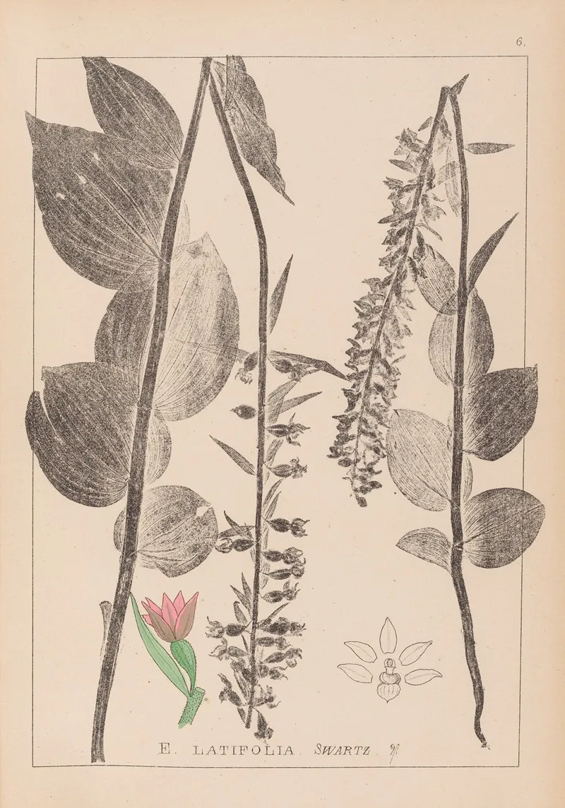 Herbier De La Flore Francaise Pl 0987 Wall Art by Louis Antoine Cusin - High-Resolution Digital Print