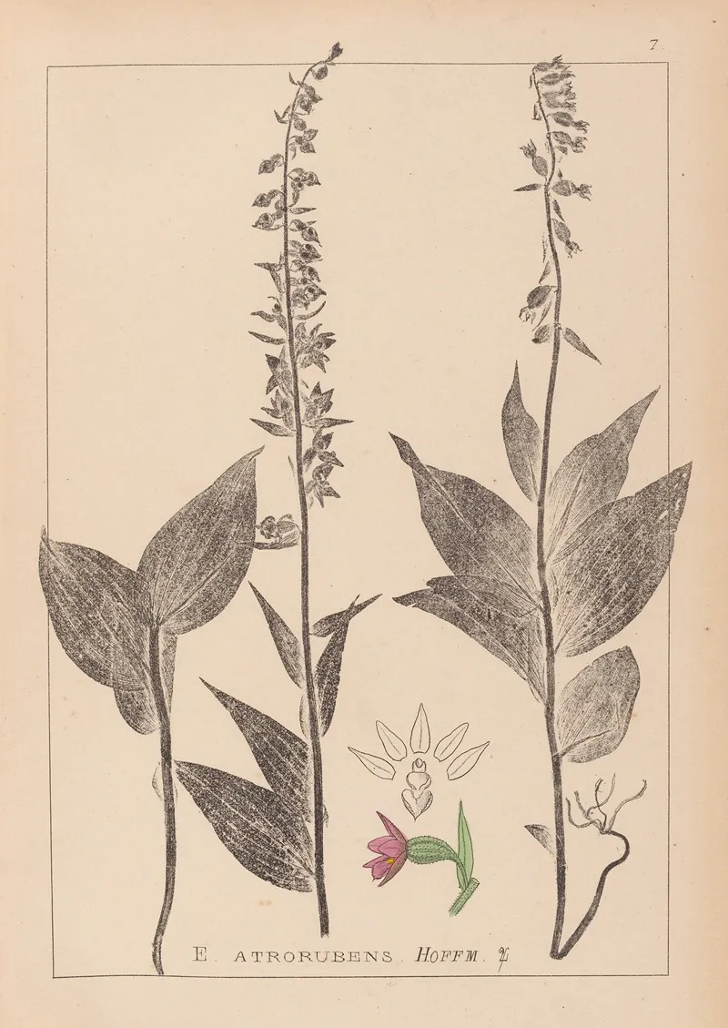 Herbier De La Flore Francaise Pl 0988 Wall Art by Louis Antoine Cusin - High-Resolution Digital Print