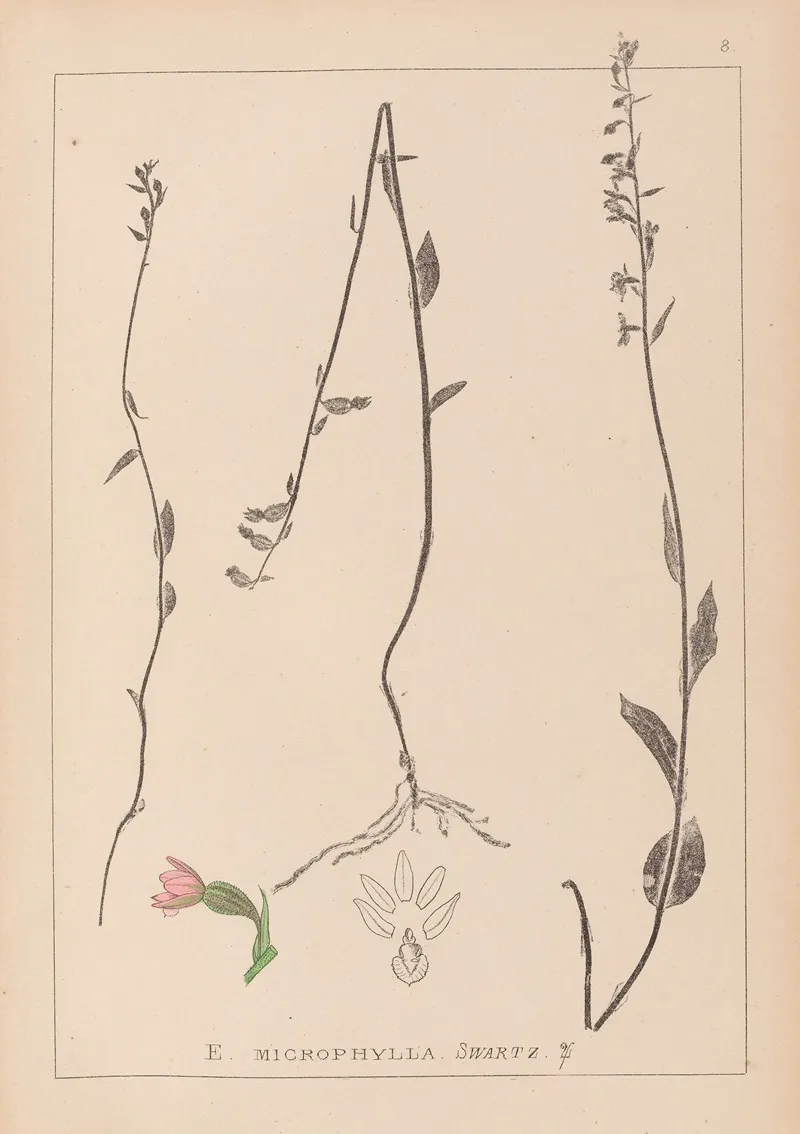 Herbier De La Flore Francaise Pl 0989 Wall Art by Louis Antoine Cusin - High-Resolution Digital Print