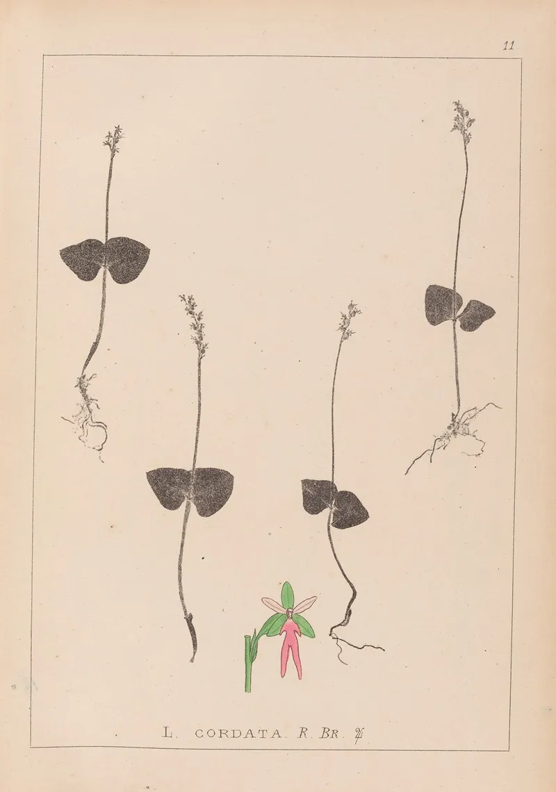 Herbier De La Flore Francaise Pl 0992 Wall Art by Louis Antoine Cusin - High-Resolution Digital Print