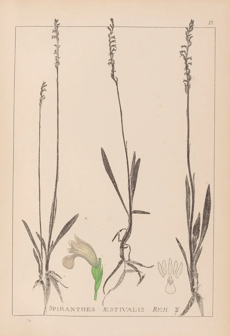 Herbier De La Flore Francaise Pl 0993 Wall Art by Louis Antoine Cusin - High-Resolution Digital Print