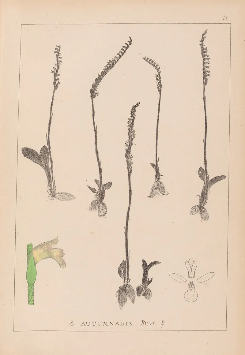 Herbier De La Flore Francaise Pl 0994 Wall Art by Louis Antoine Cusin - High-Resolution Digital Print
