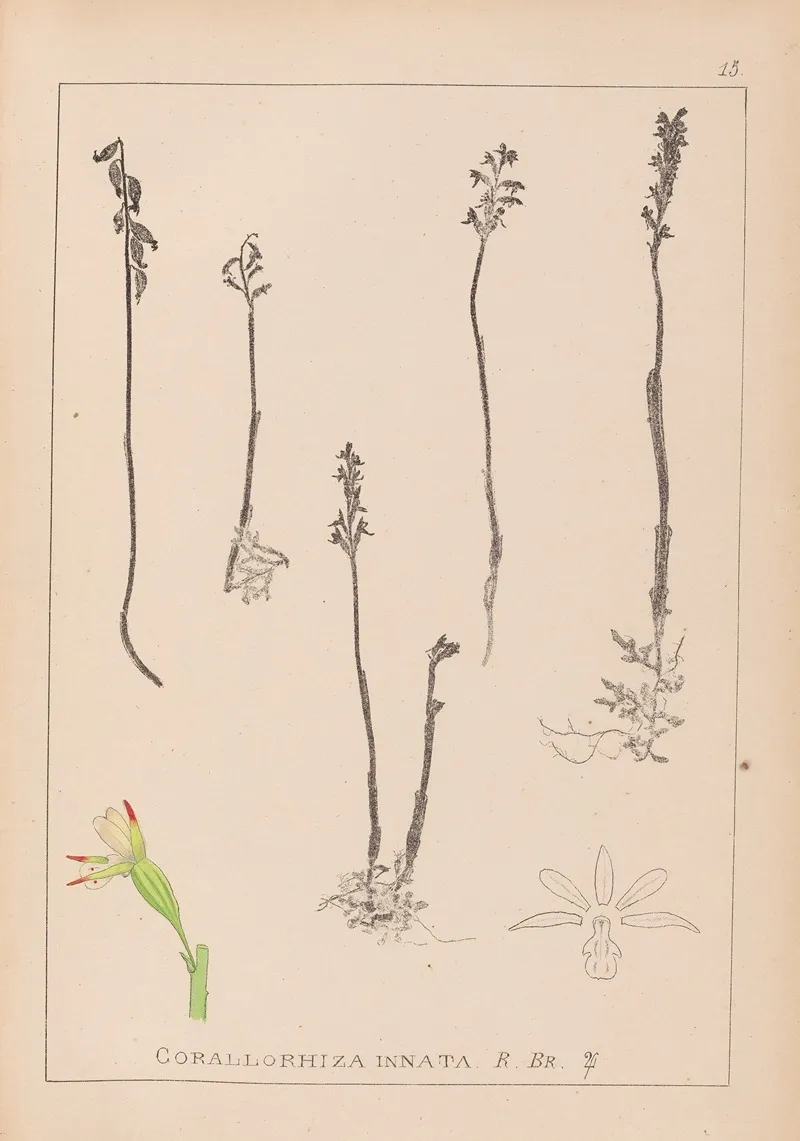 Herbier De La Flore Francaise Pl 0996 Wall Art by Louis Antoine Cusin - High-Resolution Digital Print