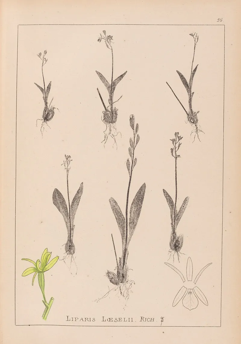 Herbier De La Flore Francaise Pl 0997 Wall Art by Louis Antoine Cusin - High-Resolution Digital Print