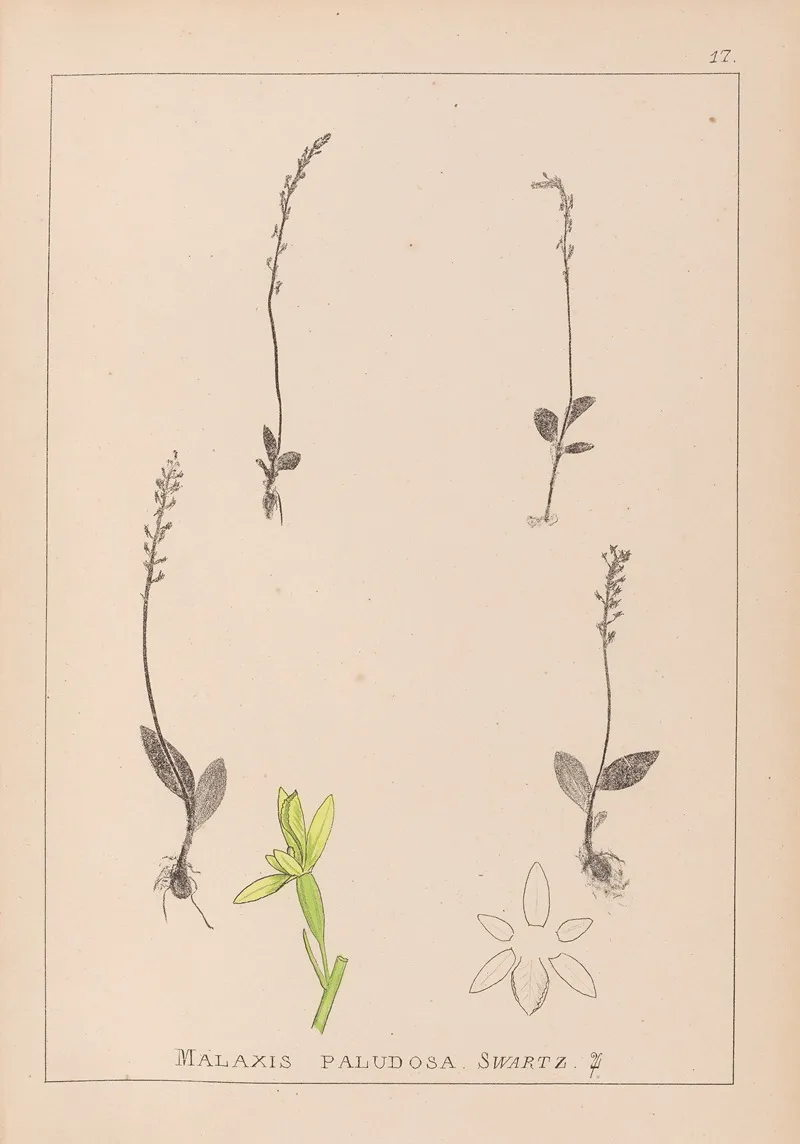 Herbier De La Flore Francaise Pl 0998 Wall Art by Louis Antoine Cusin - High-Resolution Digital Print