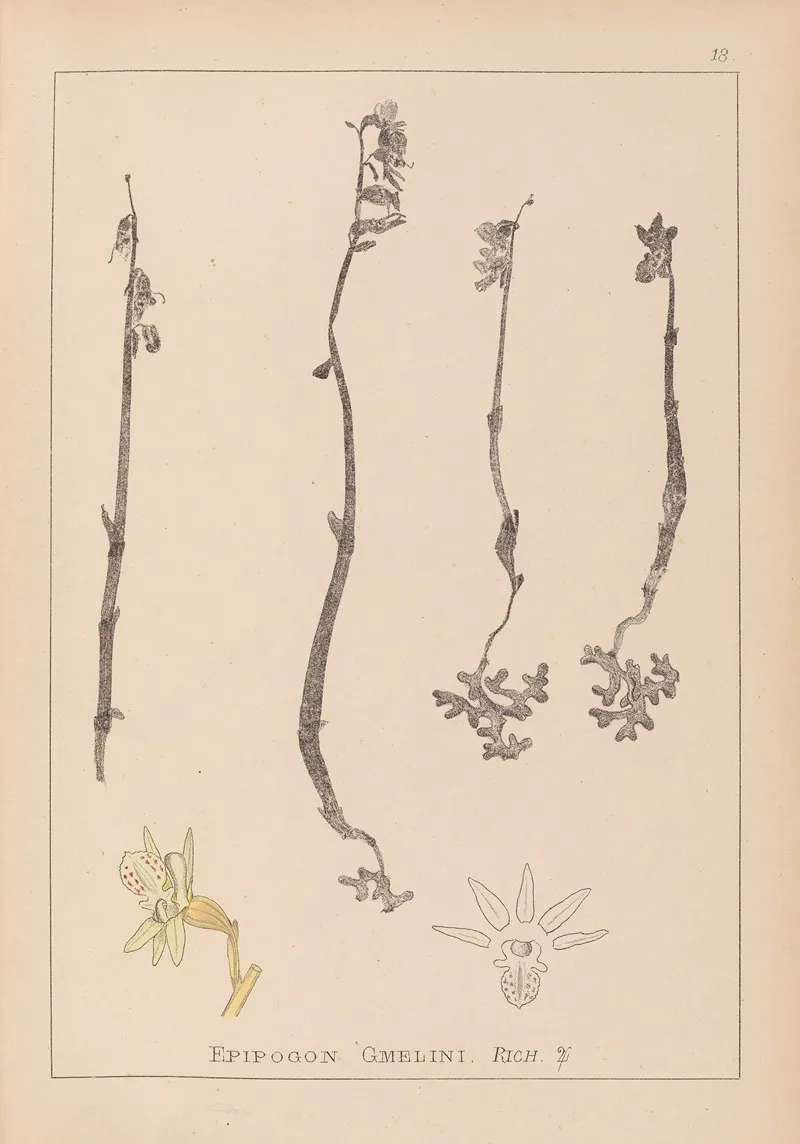 Herbier De La Flore Francaise Pl 0999 Wall Art by Louis Antoine Cusin - High-Resolution Digital Print