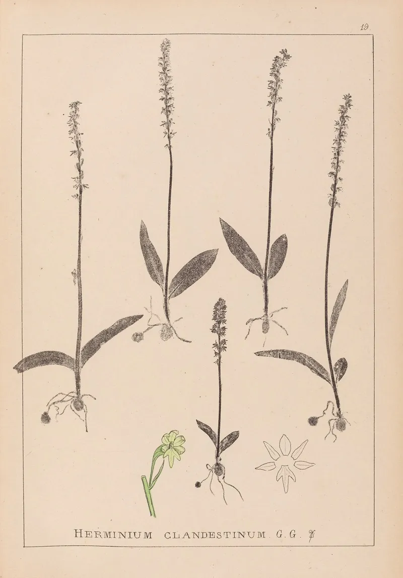 Herbier De La Flore Francaise Pl 1000 Wall Art by Louis Antoine Cusin - High-Resolution Digital Print