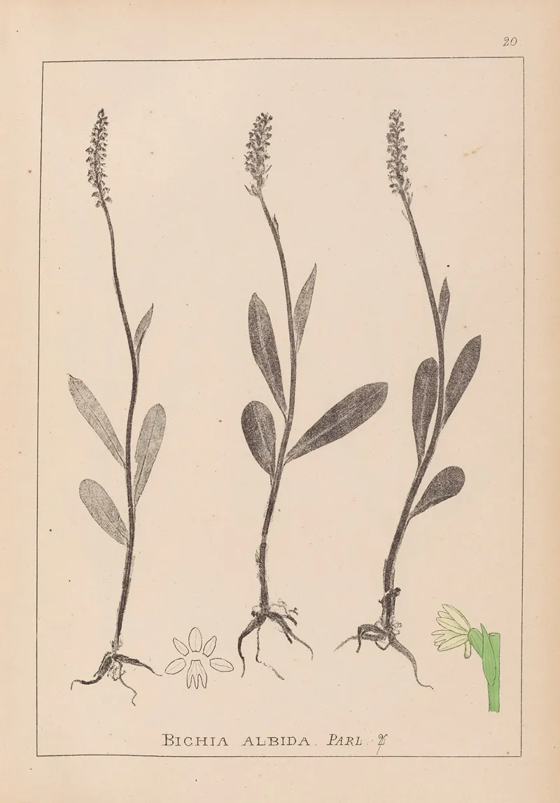 Herbier De La Flore Francaise Pl 1001 Wall Art by Louis Antoine Cusin - High-Resolution Digital Print