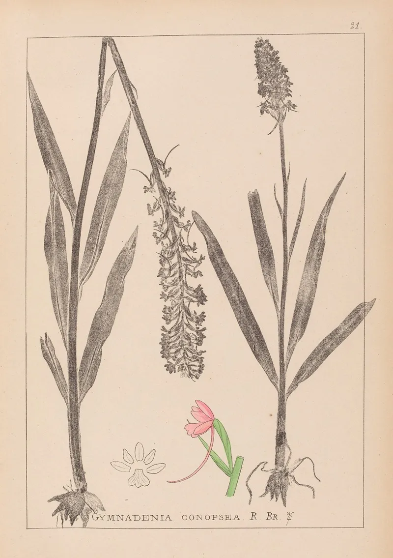 Herbier De La Flore Francaise Pl 1002 Wall Art by Louis Antoine Cusin - High-Resolution Digital Print