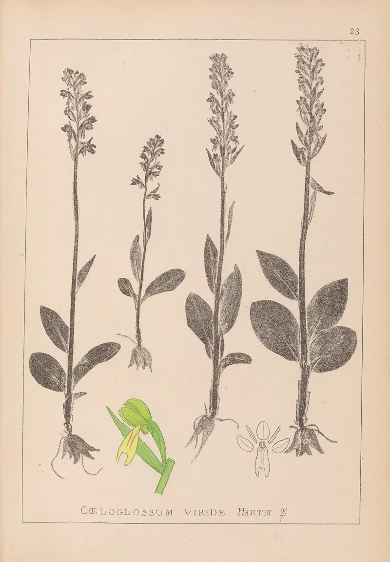 Herbier De La Flore Francaise Pl 1004 Wall Art by Louis Antoine Cusin - High-Resolution Digital Print