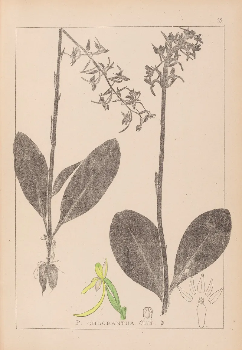 Herbier De La Flore Francaise Pl 1006 Wall Art by Louis Antoine Cusin - High-Resolution Digital Print