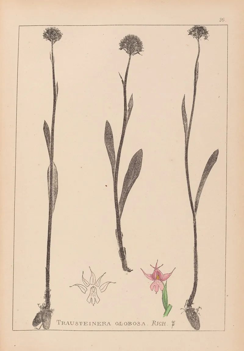 Herbier De La Flore Francaise Pl 1007 Wall Art by Louis Antoine Cusin - High-Resolution Digital Print
