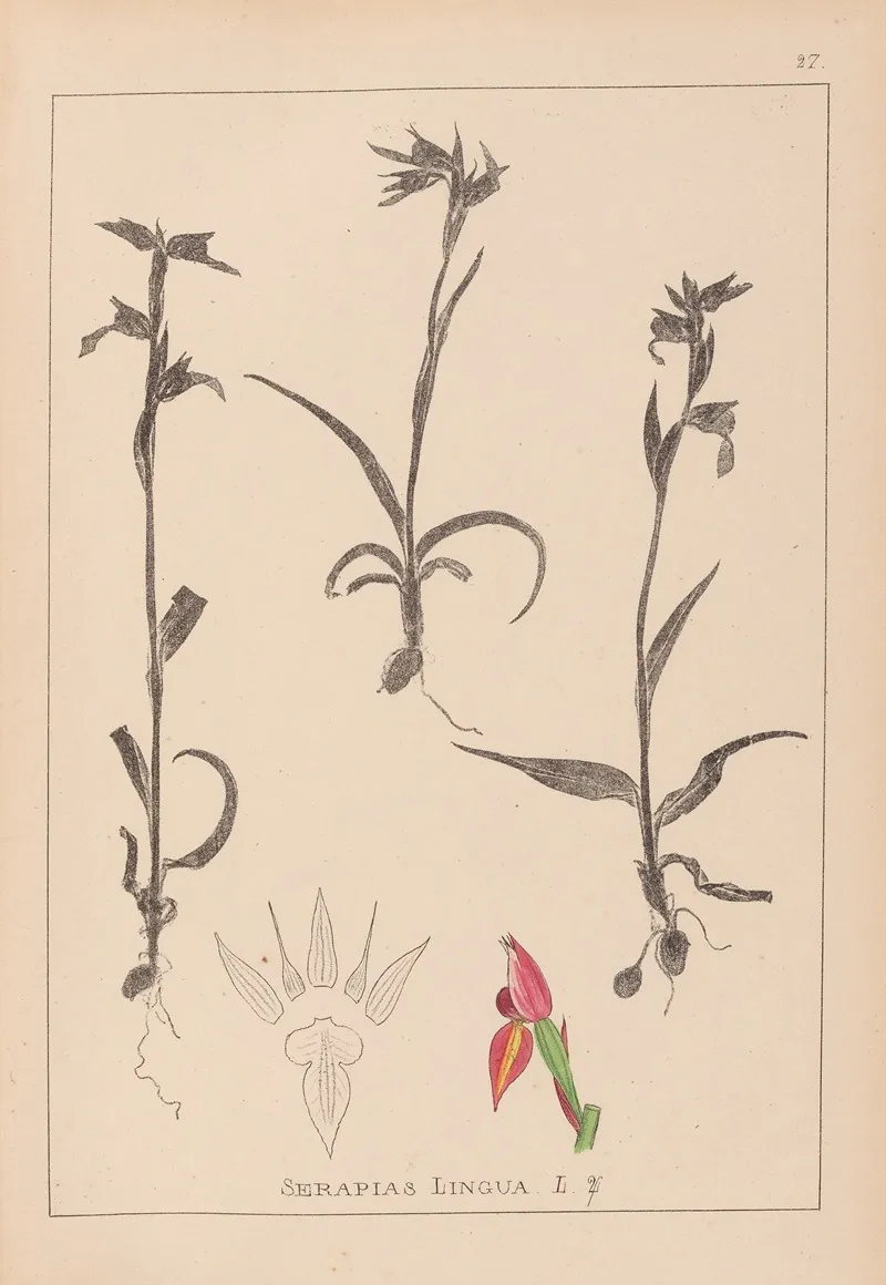 Herbier De La Flore Francaise Pl 1008 Wall Art by Louis Antoine Cusin - High-Resolution Digital Print