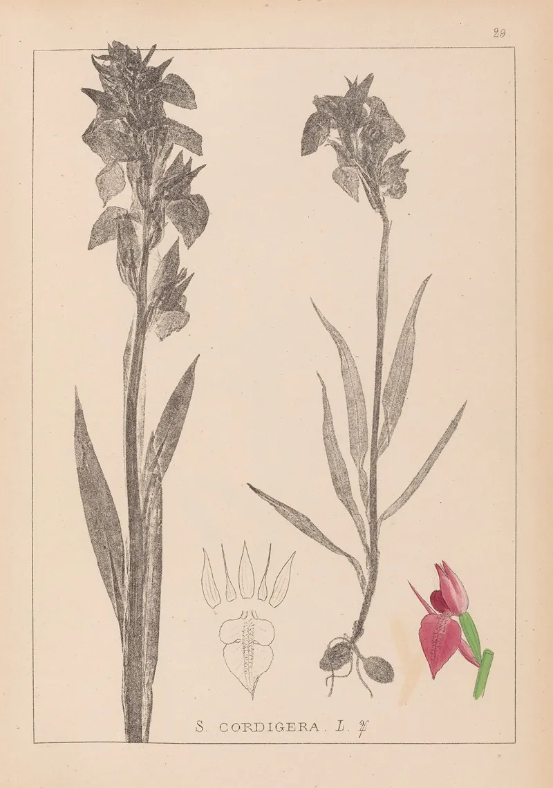 Herbier De La Flore Francaise Pl 1010 Wall Art by Louis Antoine Cusin - High-Resolution Digital Print