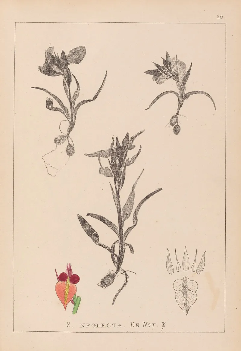Herbier De La Flore Francaise Pl 1011 Wall Art by Louis Antoine Cusin - High-Resolution Digital Print