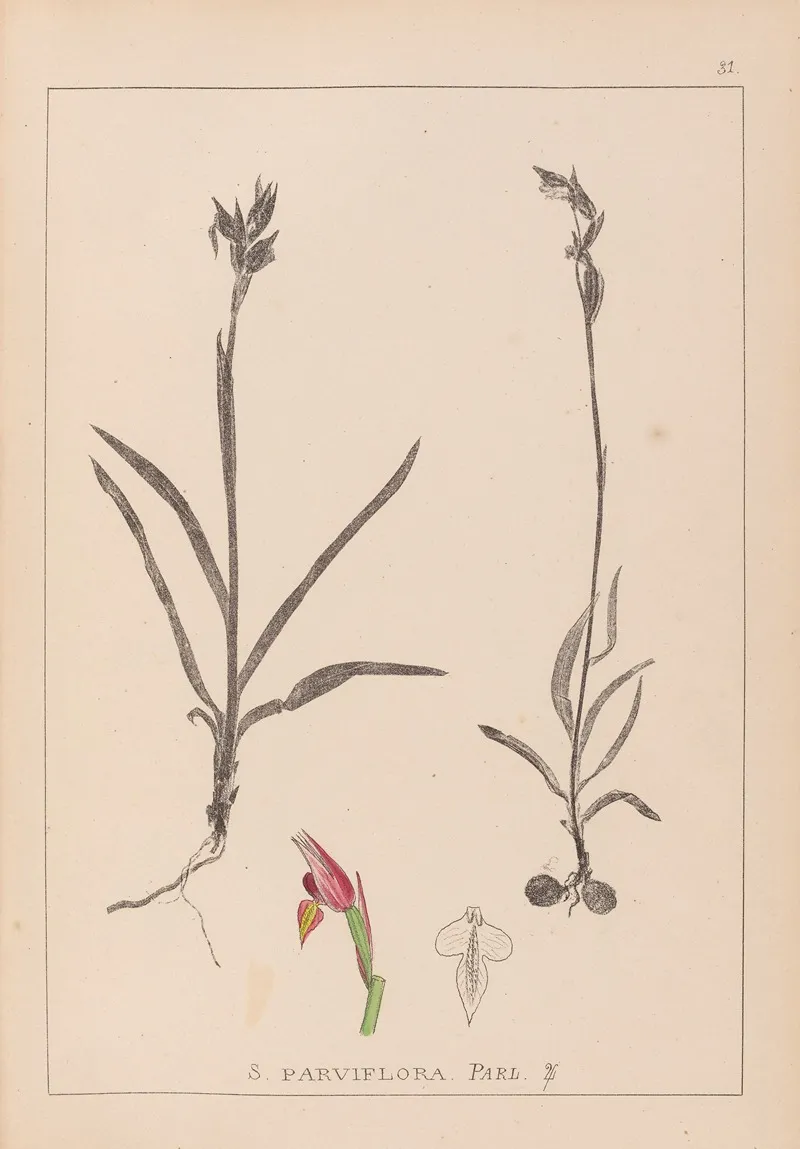 Herbier De La Flore Francaise Pl 1012 Wall Art by Louis Antoine Cusin - High-Resolution Digital Print