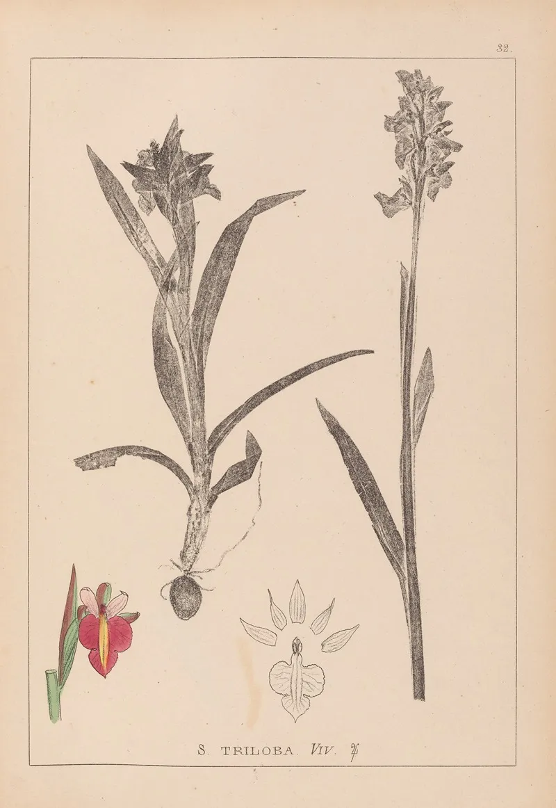 Herbier De La Flore Francaise Pl 1013 Wall Art by Louis Antoine Cusin - High-Resolution Digital Print