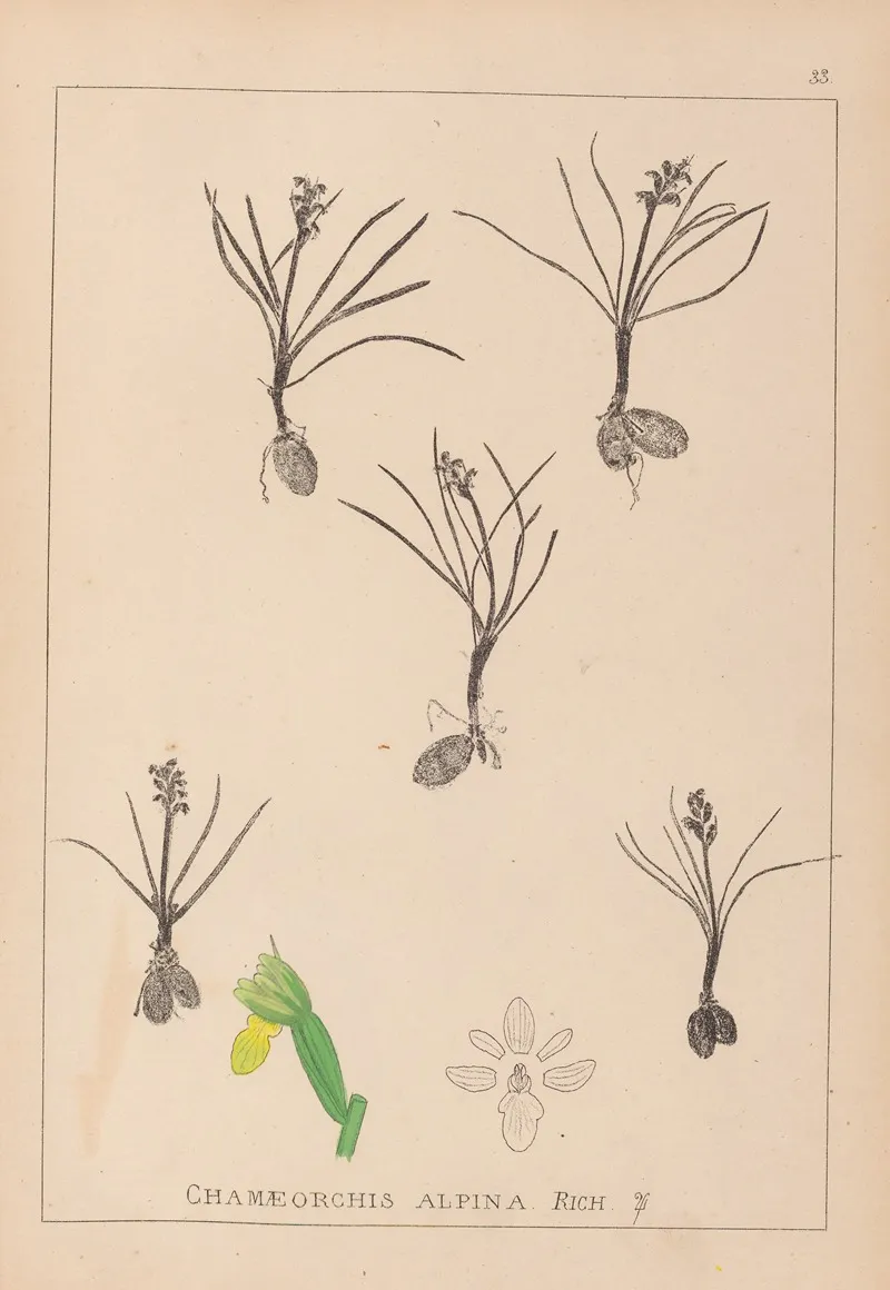 Herbier De La Flore Francaise Pl 1014 Wall Art by Louis Antoine Cusin - High-Resolution Digital Print