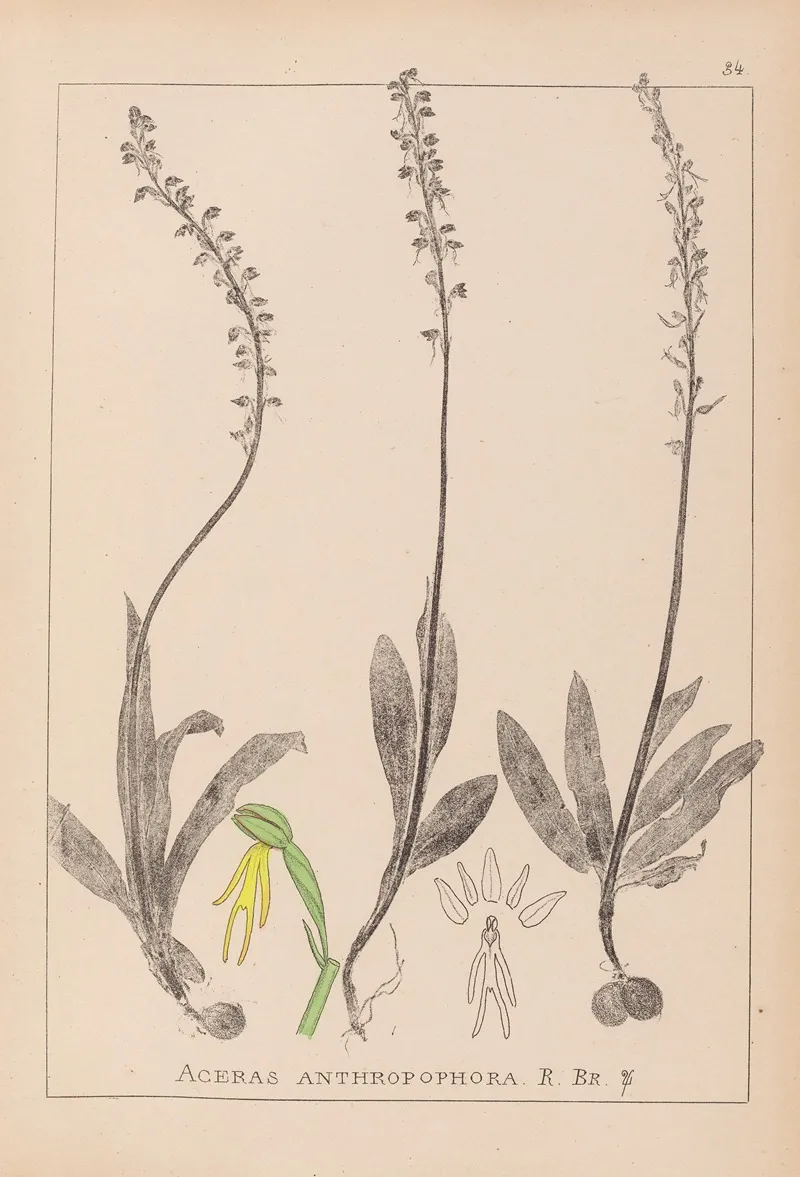 Herbier De La Flore Francaise Pl 1015 Wall Art by Louis Antoine Cusin - High-Resolution Digital Print