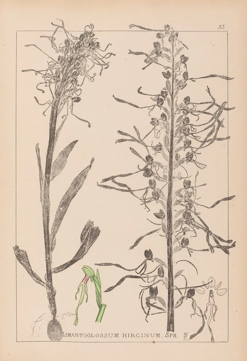 Herbier De La Flore Francaise Pl 1016 Wall Art by Louis Antoine Cusin - High-Resolution Digital Print