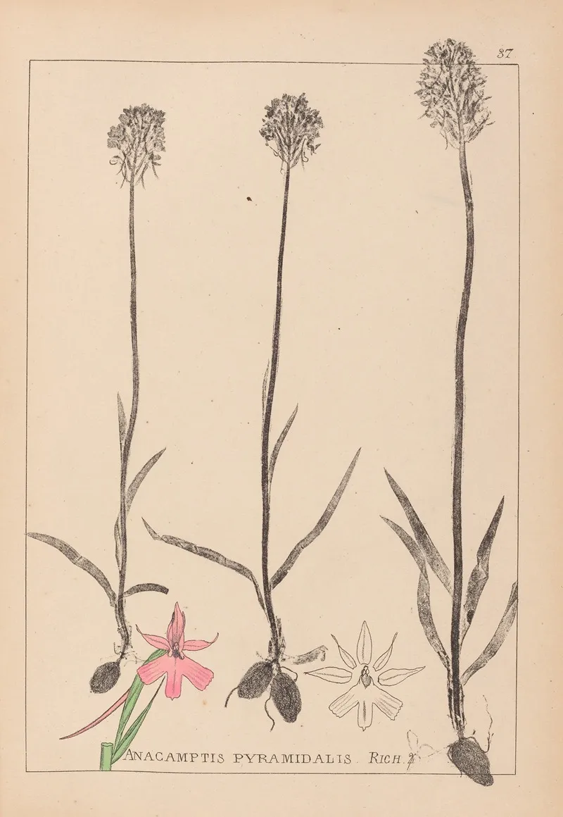 Herbier De La Flore Francaise Pl 1018 Wall Art by Louis Antoine Cusin - High-Resolution Digital Print