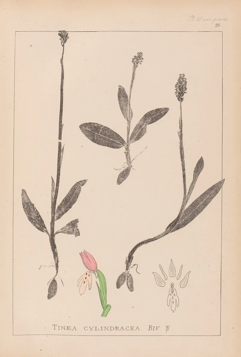 Herbier De La Flore Francaise Pl 1019 Wall Art by Louis Antoine Cusin - High-Resolution Digital Print