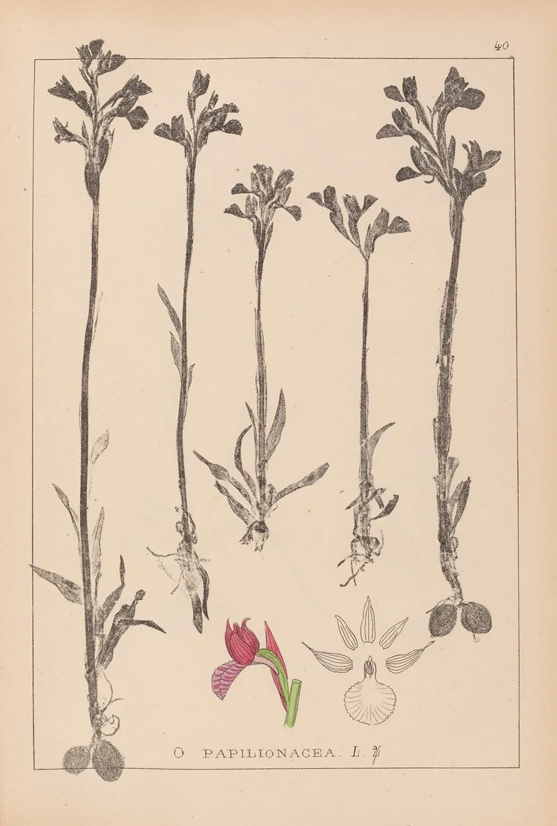 Herbier De La Flore Francaise Pl 1020 Wall Art by Louis Antoine Cusin - High-Resolution Digital Print