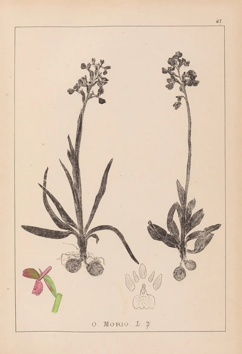 Herbier De La Flore Francaise Pl 1021 Wall Art by Louis Antoine Cusin - High-Resolution Digital Print