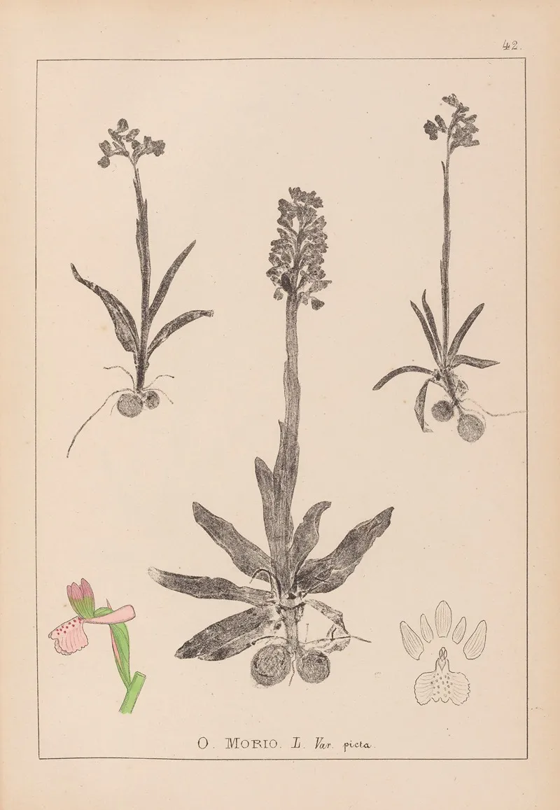 Herbier De La Flore Francaise Pl 1022 Wall Art by Louis Antoine Cusin - High-Resolution Digital Print