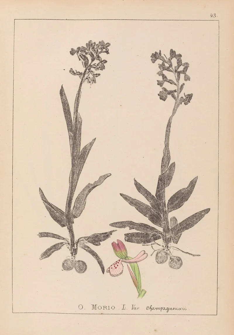 Herbier De La Flore Francaise Pl 1023 Wall Art by Louis Antoine Cusin - High-Resolution Digital Print